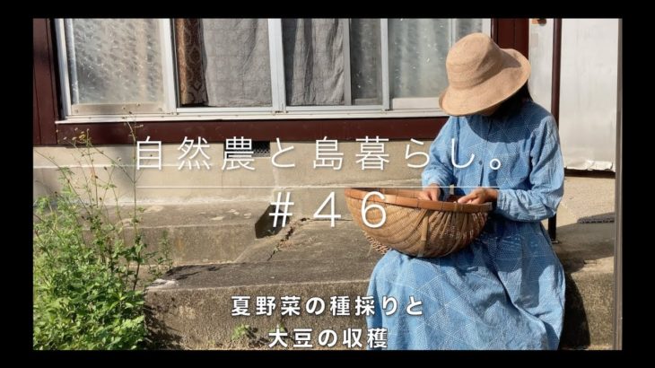 【ゼロからの自然農】#46｜夏野菜の種を採る｜大豆の収穫｜オクラ｜花オクラ｜白きゅうり｜固定種｜自家採種｜Natural Farming