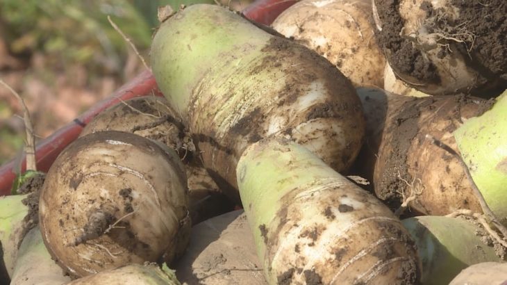 長野県CATV2020年度連携：信州の伝統野菜③山口大根（上田市山口地区）