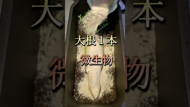 大根まるまる１本でプランター堆肥を作る！米ぬか微生物で最強土作り①