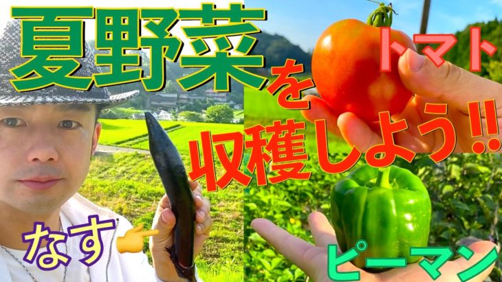 【農業】夏野菜を収穫しよう!!そして生で食べよう!!✨朝採り野菜✨《ピーマン、なす、トマト編》