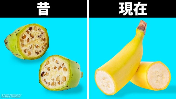 昔はこんな姿だった…？！16種類の食べ物