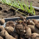 里芋（サトイモ）栽培【芽出しは必要？】畝の作り方と植え付けのコツ　21/3/26