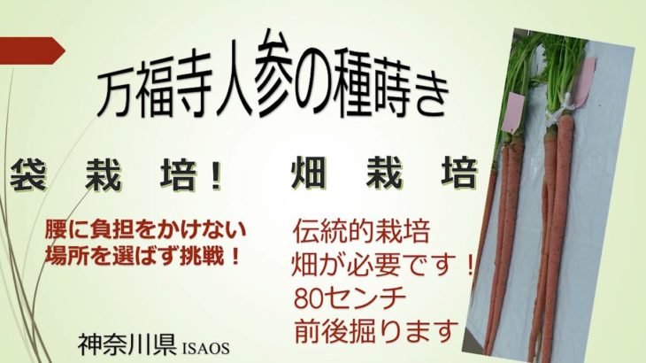 万福寺人参の栽培方法の紹介！