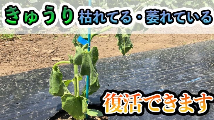 【きゅうり】誰でも簡単に復活させます！こんな方法があったとは