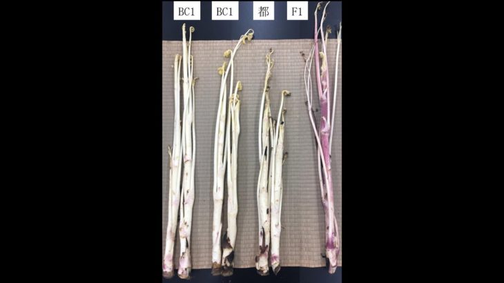 ウドの年内どり栽培に向く有望系統の作出～高単価販売を目指します～