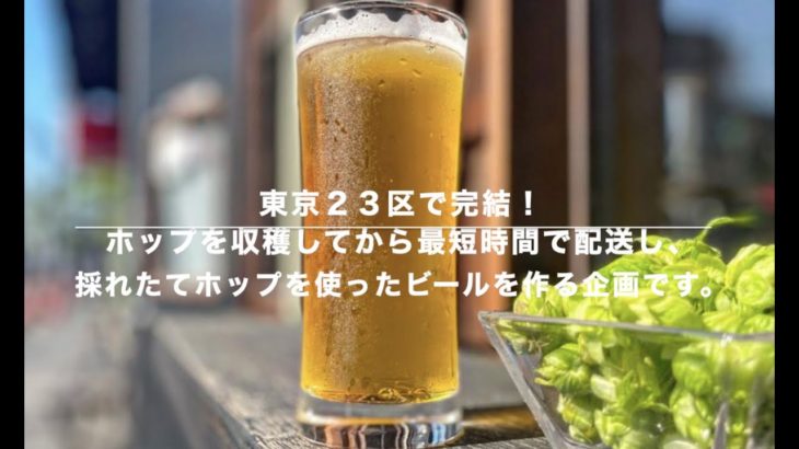 【東京２３区で完結】ホップを収穫してビールを作ろう ！江戸東京ビールオリジナルビール、フレッシュホップのペールエール【2023年9月開栓】  HD 1080p