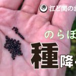 【自然農】新しい方法に挑戦！のらぼう菜の種降ろし(2018/09/22)