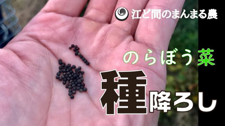 【自然農】新しい方法に挑戦！のらぼう菜の種降ろし(2018/09/22)