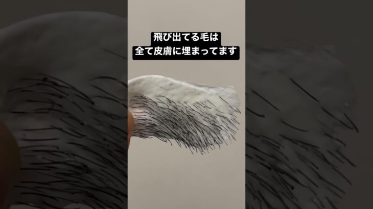 これが青髭の正体　#shorts