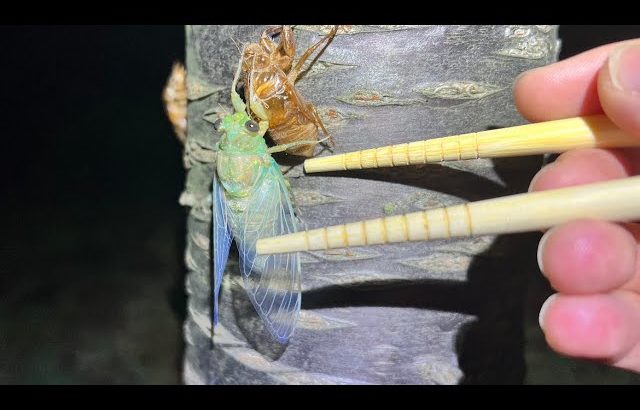 今が旬の超美味しいセミをとって食う【ENG SUB】