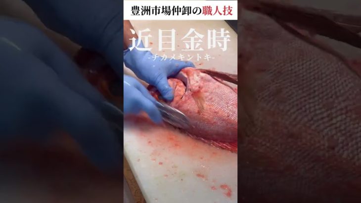 仲卸流！近目金時・チカメキントキの捌き方｜豊洲市場仲卸・1分で分かる職人のさばき方｜#shorts
