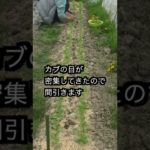 no25 カブの間引きと味噌汁　2022年4月下旬　Thinning out turnips to make miso soup Late April 2022