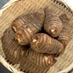 長野県CATV2021年度連携：信州の伝統野菜⑯坂井芋(飯山市)