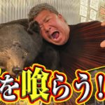 【大阪ジビエ！】獣の肉を豪快に食す！お手ごろ価格で野菜も仕上がってる！