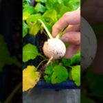 超ド素人の野菜栽培　こカブ編