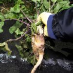 道路に生えてた大根でおでん作る