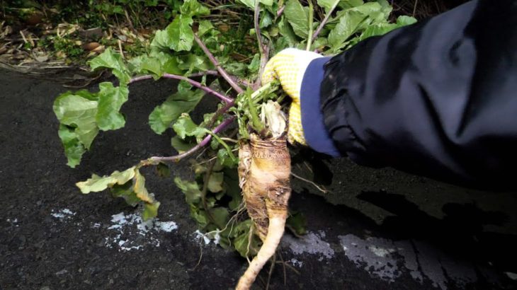 道路に生えてた大根でおでん作る