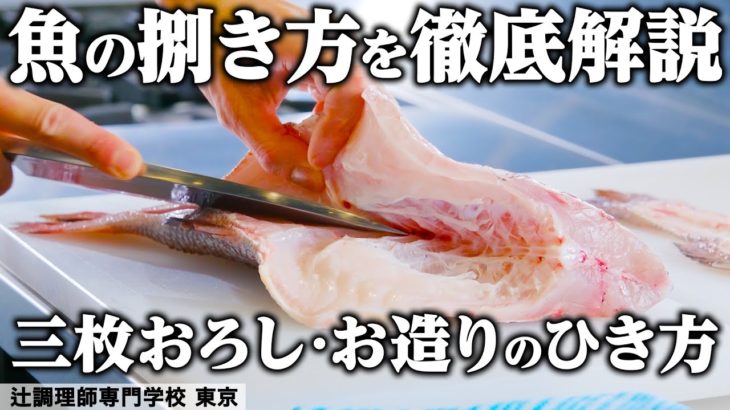 料理学校の先生が徹底解説！鯛の三枚おろしお造りのひきかた！【これであなたも職人に】｜辻󠄀調理師専門学校 東京｜【魚の捌き方】【魚料理】【お造り】【刺身】