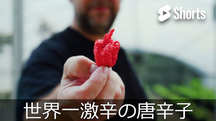 世界一激辛の唐辛子