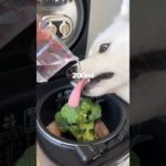 愛犬にマッチョ飯つくって筋トレ後に食べたらムキムキになりました！？ #サモエド #犬のいる暮らし