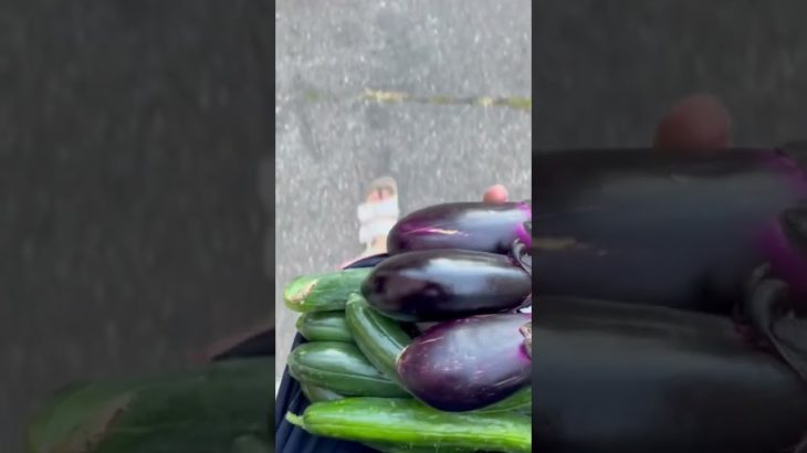 【究極の朝活】24歳農業従事者　早朝ルーティン