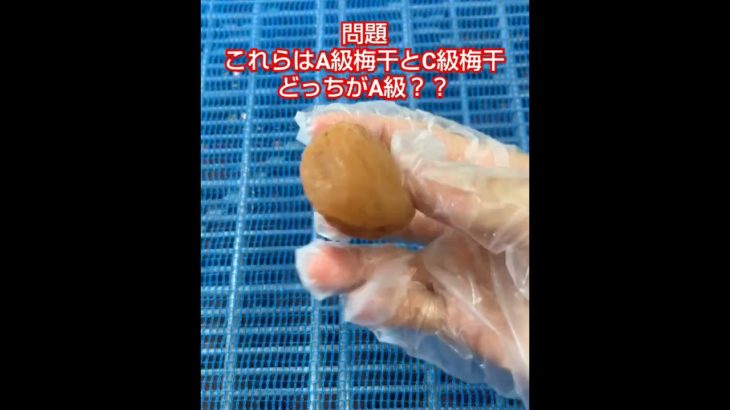 見た目と色で判断します！！正解は左がA級です！！🎥動画提供🎥梅香さん。（BGM編集済み）#うめぼし #梅干し #農家 #農園 #農業女子 #農girl農life