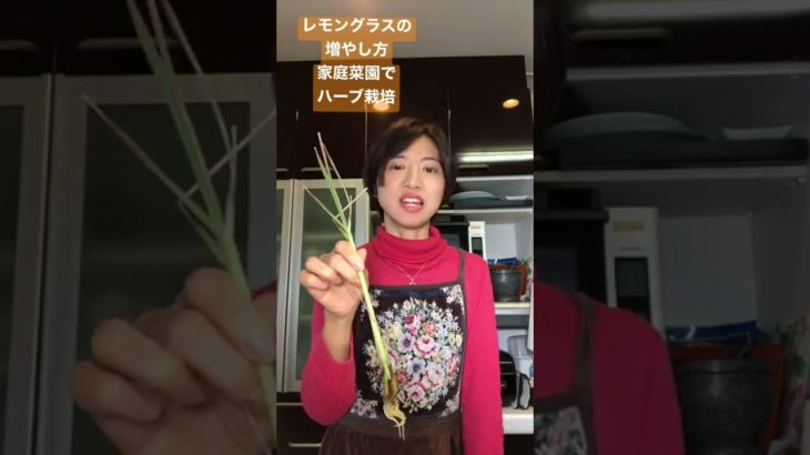 レモングラスの増やし方 家庭菜園でハーブ栽培 #ハーブ #レモングラス #タイ料理教室 #タイ料理 #shorts