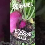 【田舎暮らし】#shorts #田舎暮らし #古民家 #countrylife #vlog #奥出雲