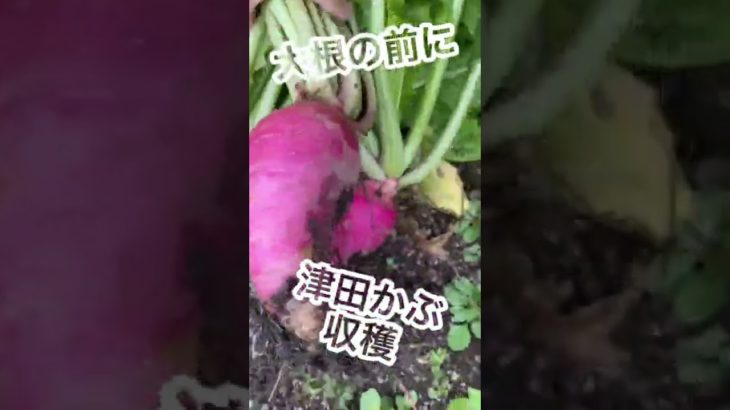 【田舎暮らし】#shorts #田舎暮らし #古民家 #countrylife #vlog #奥出雲