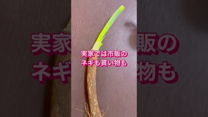 土付きネギを見つけたらラッキー🥰私が土付きネギを買う理由✨