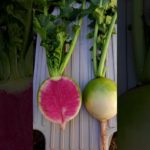 紅芯大根　大根　オーガニック野菜　富士山麓オーガニック　静岡　富士　富士宮　御殿場　宅配　野菜セット　レストラン