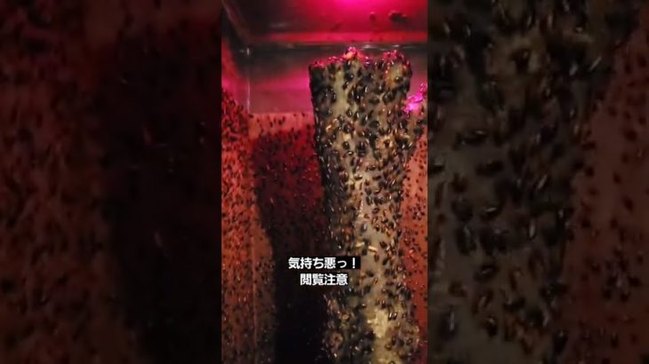 閲覧最強注意!!手を伸ばせば触れる距離!!1万匹のゴキブリ!!!匂いが凄い#shorts#izoo#ゴキブリ大量#閲覧最強注意