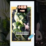 20241215小松菜の収穫 #shorts #野菜栽培 #家庭栽培