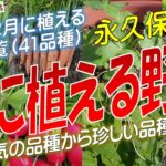 冬に植える野菜（41品種）永久保存版
