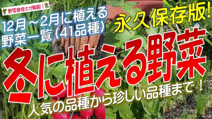 冬に植える野菜（41品種）永久保存版