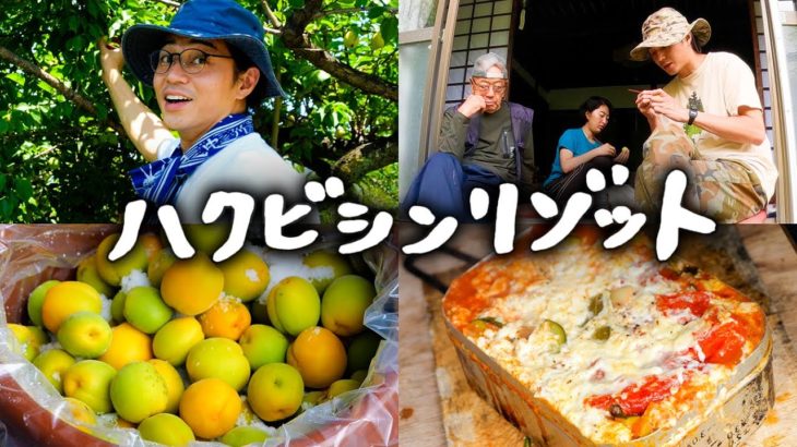 #83 ハクビシンのリゾット・鰹のたたき・ハツカダイコン ／ 梅の収穫＆梅仕事／ 知人からの頂き物