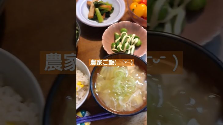ある日の農家ご飯👨‍🌾 #農業女子 #野菜 #shorts #おいしい #ごはん
