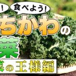知ろう！食べよう！いちかわの野菜　～野菜の王様編～