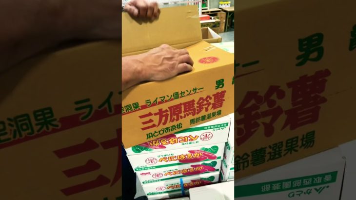 【豊洲市場丸川】担当者も思わずニコニコ！ムチャクチャ旨い！静岡三方原馬鈴薯はこれだ！！