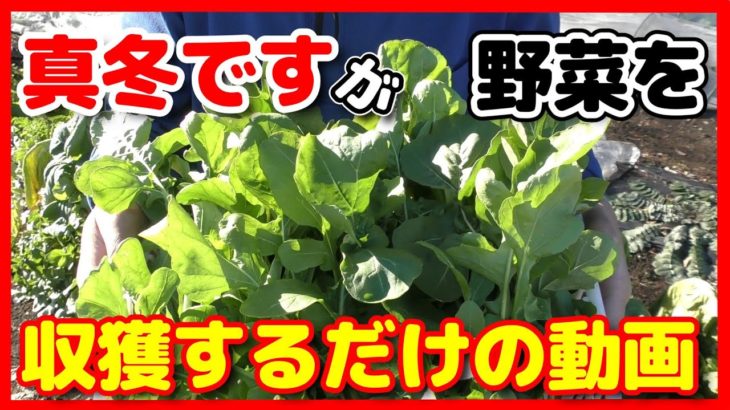 真冬に野菜を収穫するだけの動画【超家庭菜園】