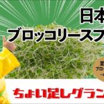 【唎酒師たちがオリジナルレシピで競う！ちょい足しグランプリ～ブロッコリースプラウト編】お手軽おつまみと日本酒で晩酌を Presented by SSI