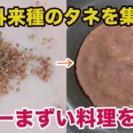 最悪外来種のタネで世界一まずい料理を作った結果