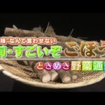 ときめき野菜通信〜“地味”なんて言わせない！旬・すごいぞ「ごぼう」【どさんこワイド179】2021.10.26放送