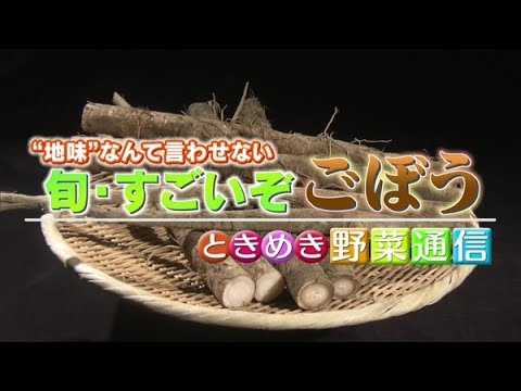 ときめき野菜通信〜“地味”なんて言わせない！旬・すごいぞ「ごぼう」【どさんこワイド179】2021.10.26放送
