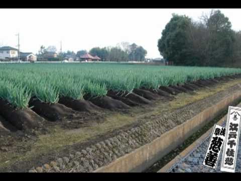 江戸野菜　伝統野菜　　江戸千住葱