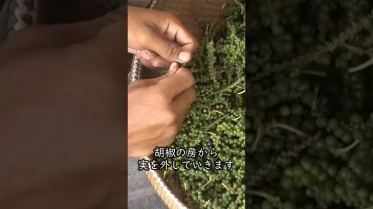 ペッパーキャビアができるまで【前編】#カンポットペッパー