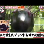 祭りだ！祝いだ！めでてぇ～メシ【祝！収穫・家康が愛した極上なす】| ＢＳテレ東