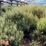 #1120【シェフVlog】40年前の偶然から繋がった！東京にある素晴らしいハーブの楽園をご紹介します｜Chef Kiyomi MIKUNI