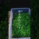 仕込み 2日目 2日間も休んでの仕込み。全然終わらない。