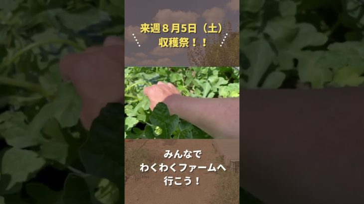 収穫祭！8月5日は最後のわくわくファーム🍉